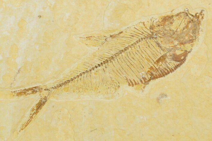 Detailed Fossil Fish (Diplomystus) - Wyoming #355680